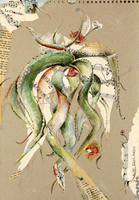 Musikalische Aloe gillilandii, Collage