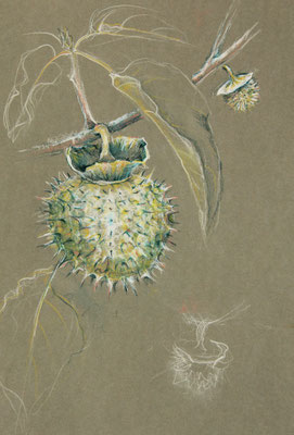 Stechapfel (eine Giftpflanze), Aquarellstifte 