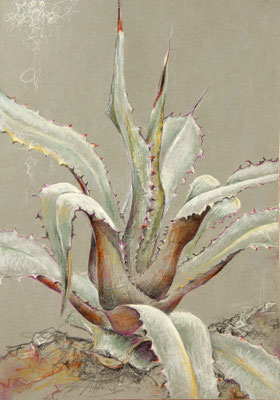 "Agave salmania", Aquarellstifte