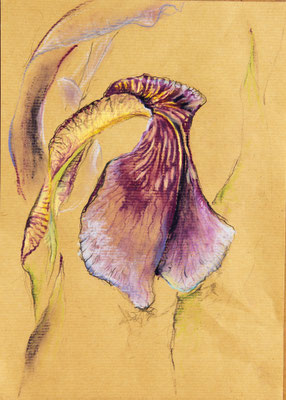 Das Hängeblatt einer Irisblüte, Kreiden