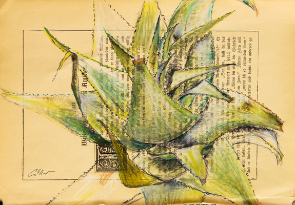 Aloe viguieri, Aquarellkreiden auf alter Buchseite