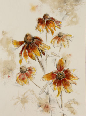 Rudbeckia; Walnuss-Sud+Stifte