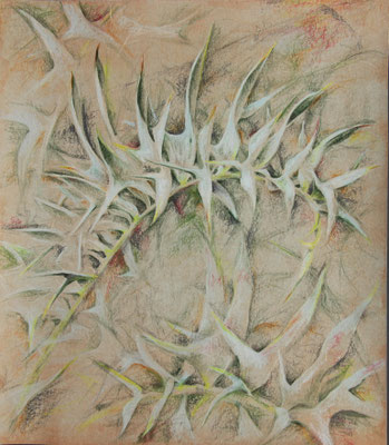 Encephelartos horridus