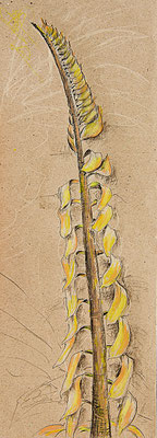 Junges Farnblatt auf Sockentüte, Stifte+Kreiden