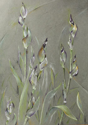 Veilchenkönig-Knospen, Stifte+Pastell