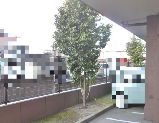 ツバキ強剪定　before