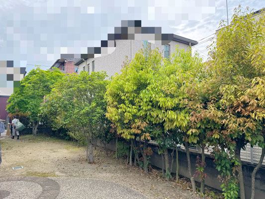 コブシ　ツバキ　生垣強剪定　before