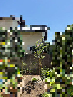 サラサモクレン植栽　after