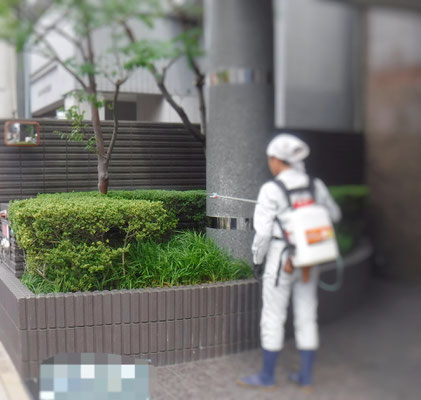 植木の消毒中
