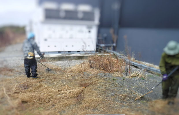 草刈中