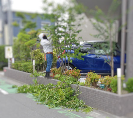 透かし剪定中