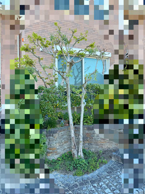 オリーブ2本植栽　before