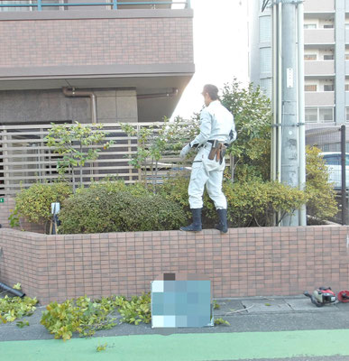 透かし剪定　刈込剪定　作業中