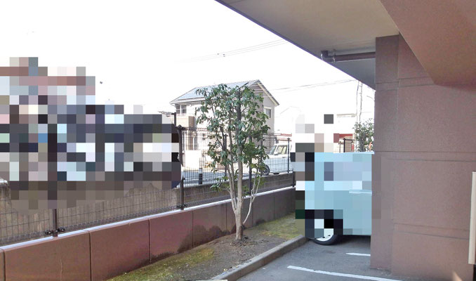 ツバキ強剪定　after