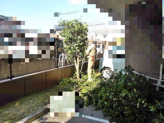 ツバキ強剪定　作業中