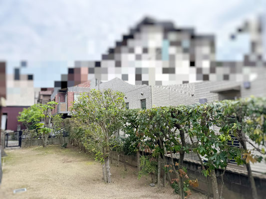コブシ　ツバキ　生垣強剪定　after