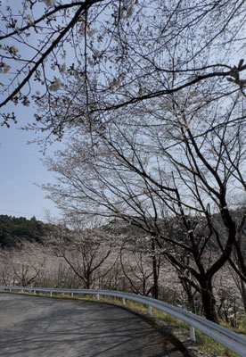 サクラ8分咲き