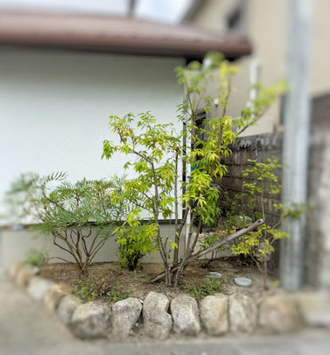 剪定①　after