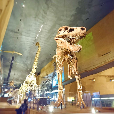 北九州市立いのちのたび博物館