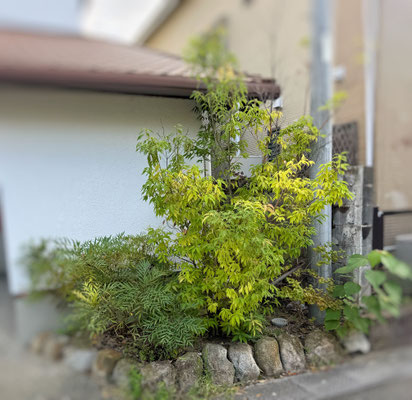 剪定①　before