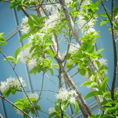 なんじゃもんじゃの花