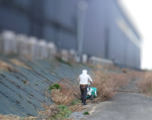 ブルーモアで草刈中