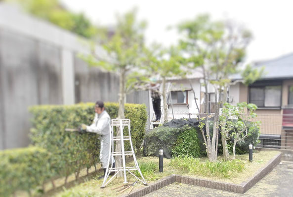 中木　生垣剪定中