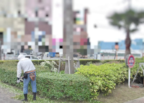 寄せ植え刈込中