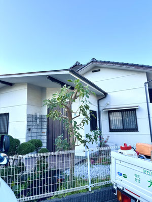 イペーの木　剪定　after