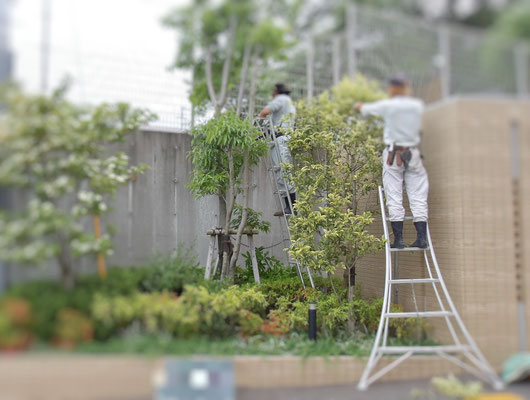 刈込・透かし剪定中