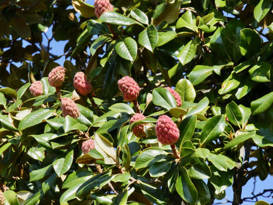 Magnolien Samenstand