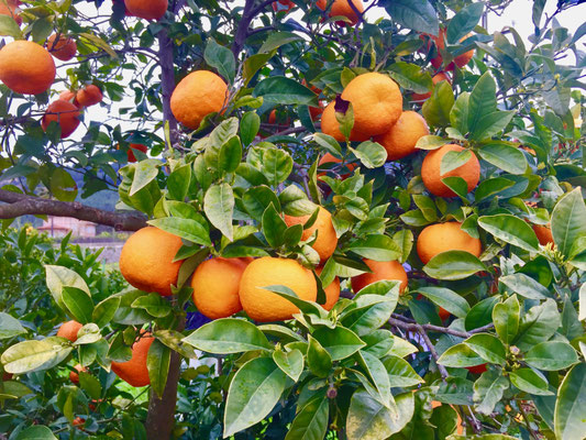 Orangenplantage in Soller Mallorca