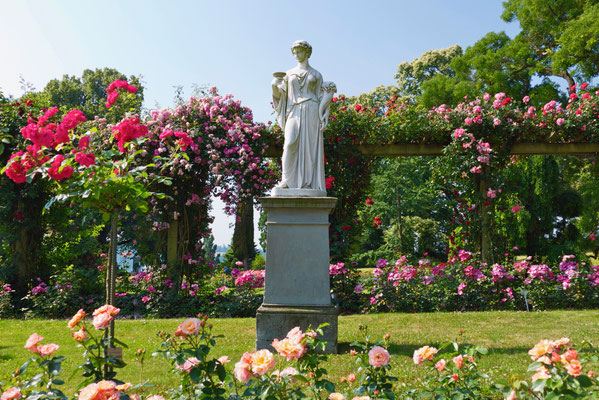 Rosengarten Insel Mainau