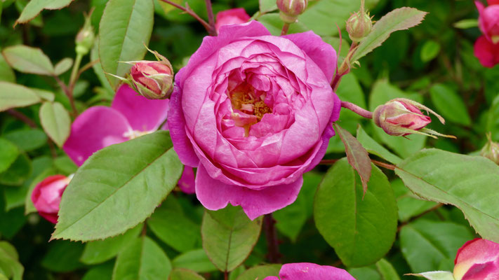 Rosen in Steinfurth