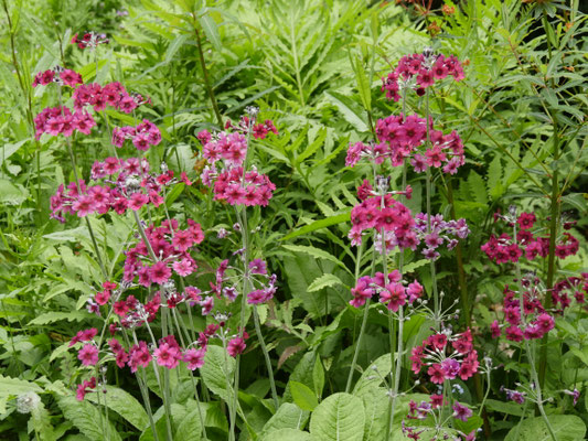 Gartenreise England Sehenswürdigkeiten Dottington Place and Gardens