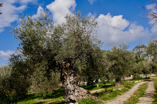 Mallorca Oliven Öl Plantage