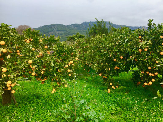 Orangenplantage in Soller Mallorca