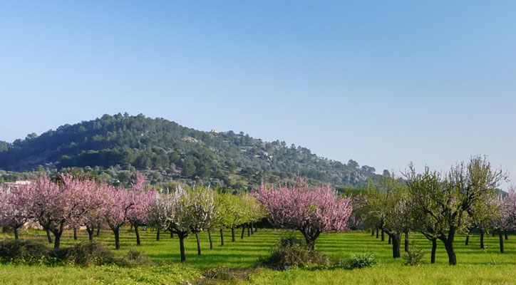 Mallorca Impressionen Mandelblüten