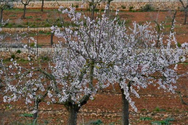 Mallorca Impressionen Mandelblüten