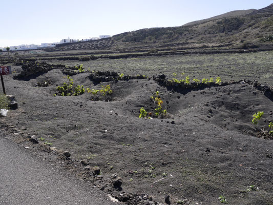 Weinanbau im Vulkanfeld Lanzarote