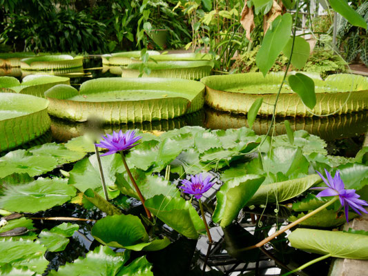 Sehenswürdigkeit Deutschland Bonn, Poppelsdorfer Schloss Botanischer Garten Universität