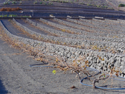 Weinanbau im Vulkanfeld Lanzarote