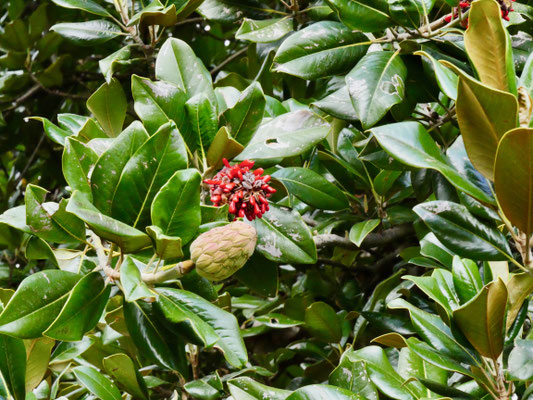Magnolien Samenstand