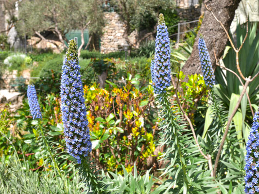 Insel Ischia, Garten Mortella