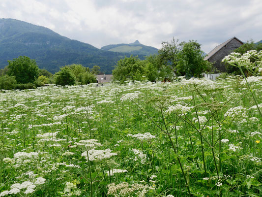 St. Wolfgang am Wolfgangsee Österreich