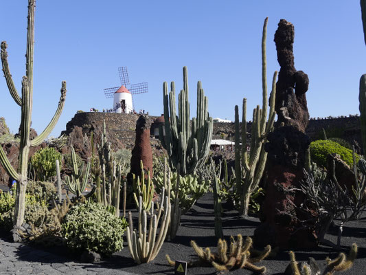 Kaktusgarten auf Lanzarote