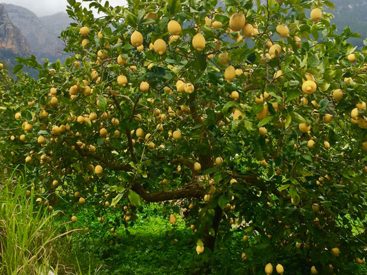 Orangenplantage in Soller Mallorca