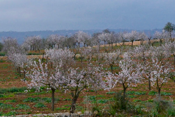 Mallorca Impressionen Mandelblüten