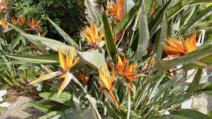 Insel Ischia, Garten Mortella