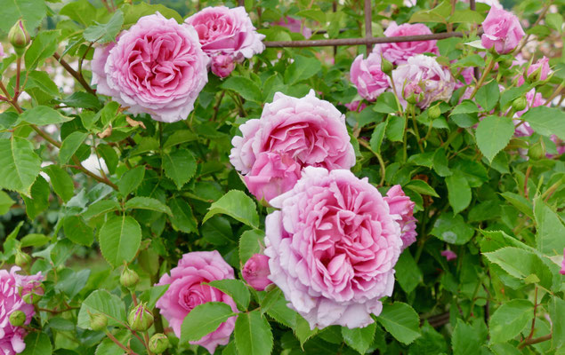 Rosen in Steinfurth